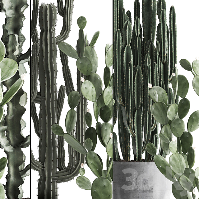 Collection of beautiful cacti in modern concrete pots and vases with Cereus. Prickly pear. indoor plants. outdoor. desert plants. Set 386. 3DSMax File - thumbnail 2