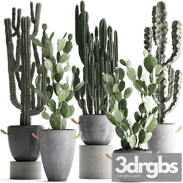 Collection of beautiful cacti in modern concrete pots and vases with cereus, prickly pear, indoor plants, outdoor, desert plants. set 386. - thumbnail 1