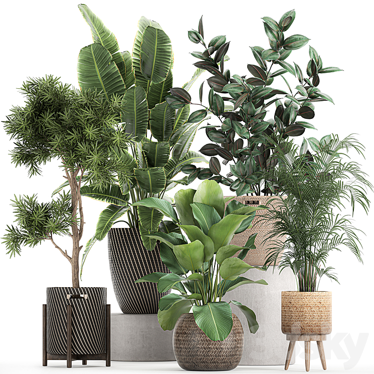 Collection of beautiful plants in baskets with tree palm banana Strelitzia Hovea ficus abidjan. Set 752. 3DS Max - thumbnail 1