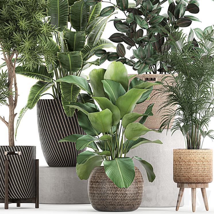 Collection of beautiful plants in baskets with tree palm banana Strelitzia Hovea ficus abidjan. Set 752. 3DS Max - thumbnail 2