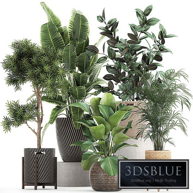 Collection of beautiful plants in baskets with tree palm banana Strelitzia Hovea ficus abidjan. Set 752. 3DS Max - thumbnail 3