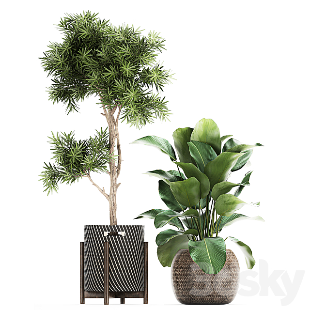 Collection of beautiful plants in baskets with tree. palm. banana. Strelitzia. Hovea. ficus abidjan. Set 752. 3DSMax File - thumbnail 3