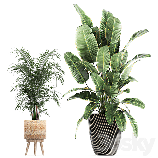 Collection of beautiful plants in baskets with tree. palm. banana. Strelitzia. Hovea. ficus abidjan. Set 752. 3DSMax File - thumbnail 4