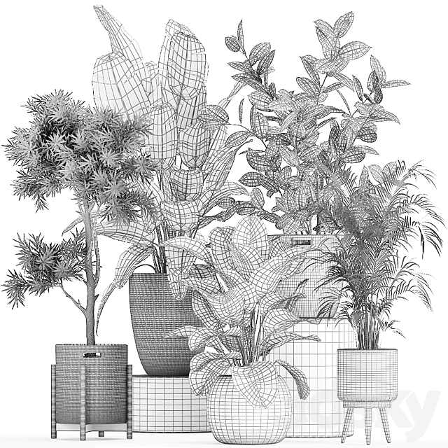 Collection of beautiful plants in baskets with tree. palm. banana. Strelitzia. Hovea. ficus abidjan. Set 752. 3DSMax File - thumbnail 5