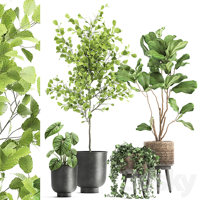 Collection of beautiful potted plants with ficus. Lirata. Philodendron. Ivy trees. Set 1044. 3DSMax File - thumbnail 1