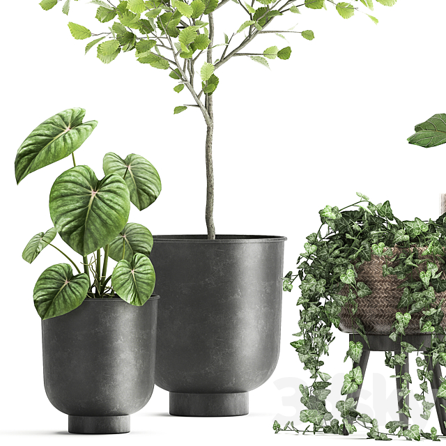 Collection of beautiful potted plants with ficus. Lirata. Philodendron. Ivy trees. Set 1044. 3DSMax File - thumbnail 2