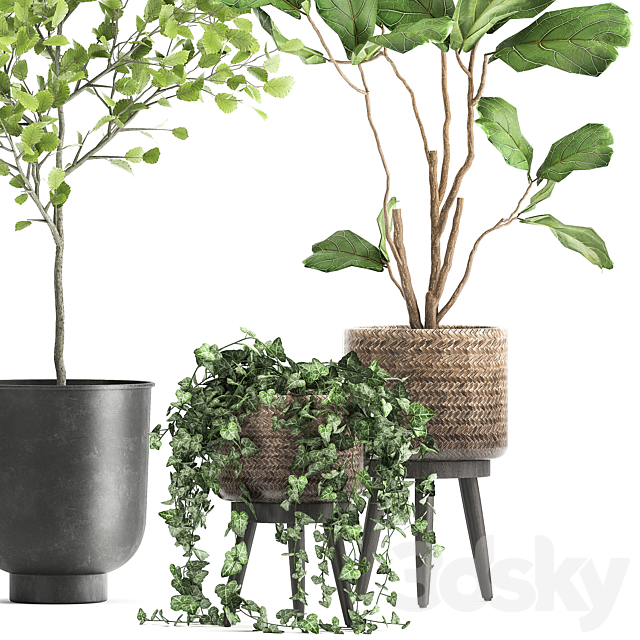 Collection of beautiful potted plants with ficus. Lirata. Philodendron. Ivy trees. Set 1044. 3DSMax File - thumbnail 4