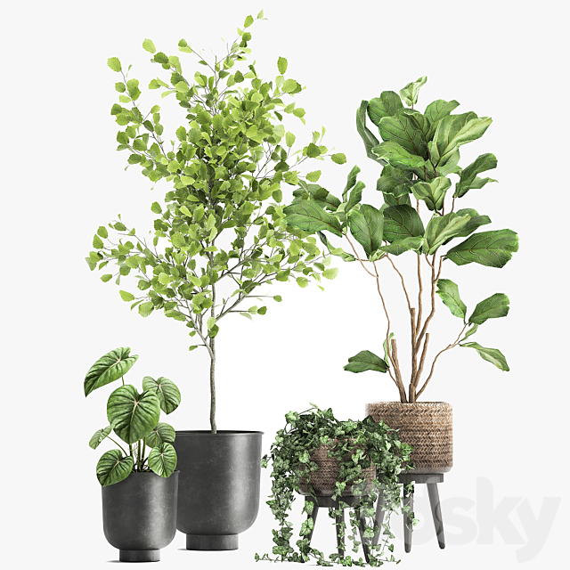 Collection of beautiful potted plants with ficus. Lirata. Philodendron. Ivy trees. Set 1044. 3DSMax File - thumbnail 5