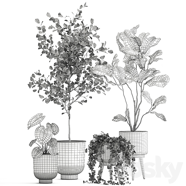 Collection of beautiful potted plants with ficus. Lirata. Philodendron. Ivy trees. Set 1044. 3DSMax File - thumbnail 6