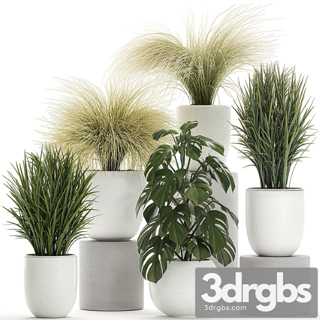 Collection of beautiful small plants in white pots with monstera, bushes, hummock, grass grass. set 682. - thumbnail 1