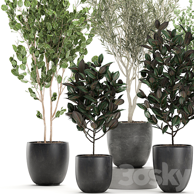 Collection of beautiful small trees in black pots with Olive tree ficus abidjan. Set 695. 3DS Max Model - thumbnail 2