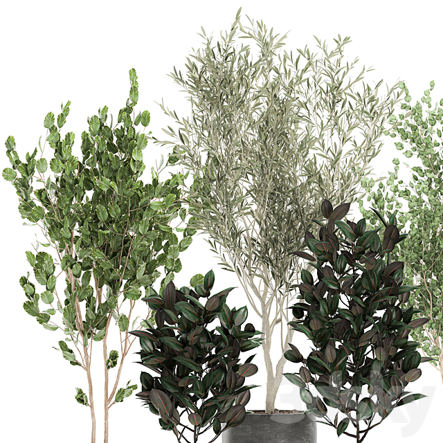 Collection of beautiful small trees in black pots with Olive tree ficus abidjan. Set 695. 3DS Max Model - thumbnail 3