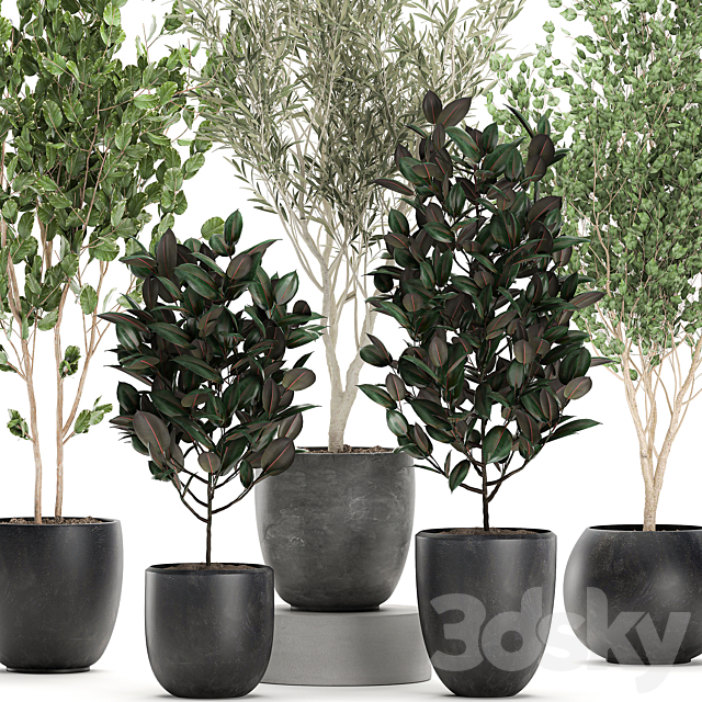 Collection of beautiful small trees in black pots with Olive tree ficus abidjan. Set 695. 3DS Max Model - thumbnail 4