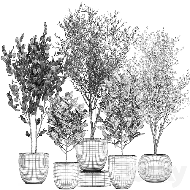 Collection of beautiful small trees in black pots with Olive tree ficus abidjan. Set 695. 3DS Max Model - thumbnail 5