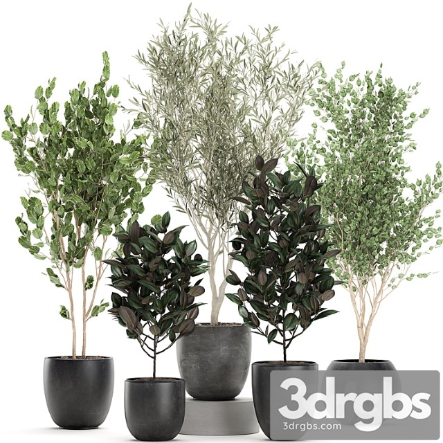 Collection of beautiful small trees in black pots with olive tree, ficus abidjan. set 695. - thumbnail 1