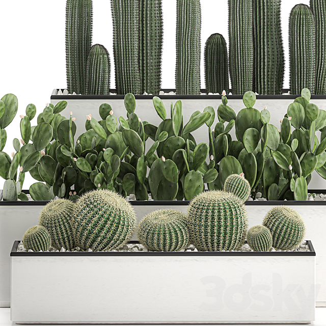 Collection of cacti in white pots Prickly pear Barrel cactus Echinocactus desert plants Garden Prickly pear. Set 578. 3DS Max Model - thumbnail 2