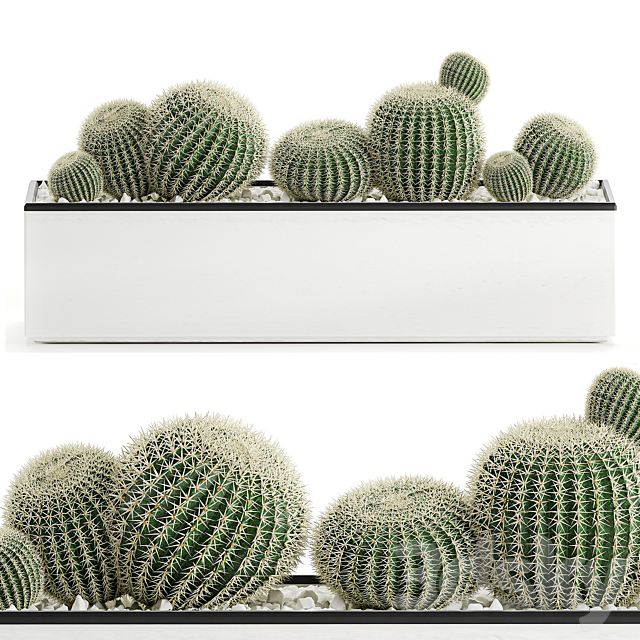 Collection of cacti in white pots Prickly pear Barrel cactus Echinocactus desert plants Garden Prickly pear. Set 578. 3DS Max Model - thumbnail 3