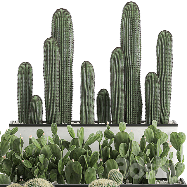 Collection of cacti in white pots Prickly pear Barrel cactus Echinocactus desert plants Garden Prickly pear. Set 578. 3DS Max Model - thumbnail 4