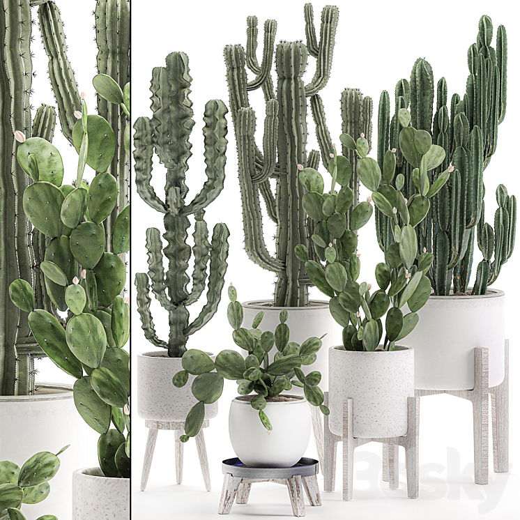 Collection of cacti in white pots Prickly pear cereus Carnegie Milkweed indoor desert plants Prickly pear. Set 571. 3DS Max - thumbnail 1