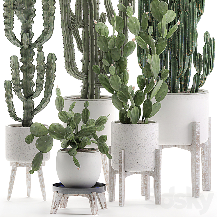 Collection of cacti in white pots Prickly pear cereus Carnegie Milkweed indoor desert plants Prickly pear. Set 571. 3DS Max - thumbnail 2