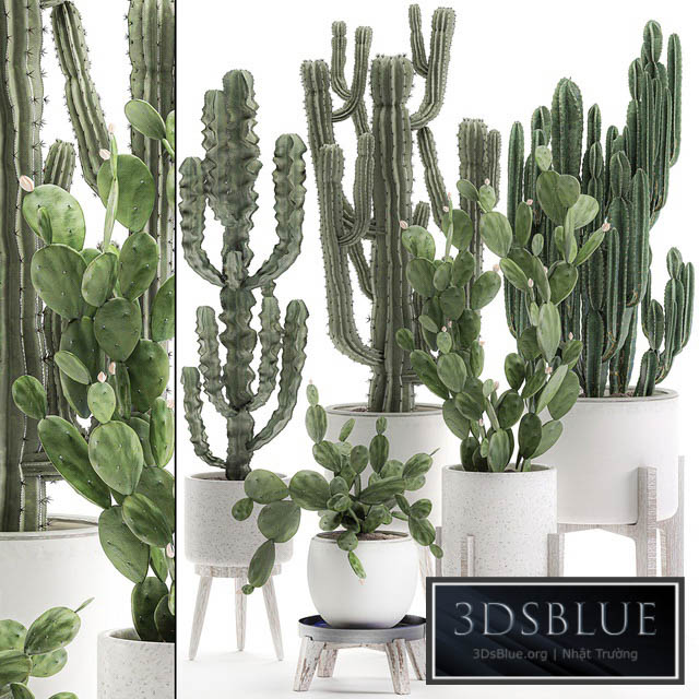 Collection of cacti in white pots Prickly pear cereus Carnegie Milkweed indoor desert plants Prickly pear. Set 571. 3DS Max - thumbnail 3