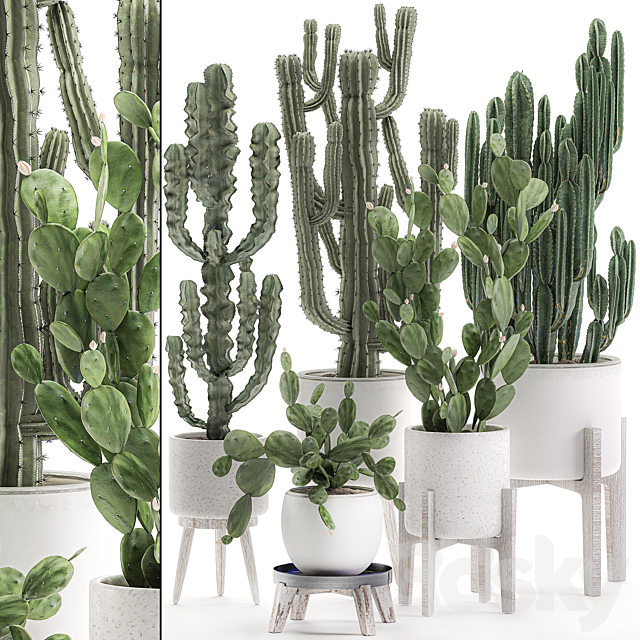 Collection of cacti in white pots Prickly pear. cereus. Carnegie. Milkweed. indoor. desert plants. Prickly pear. Set 571. 3DSMax File - thumbnail 1