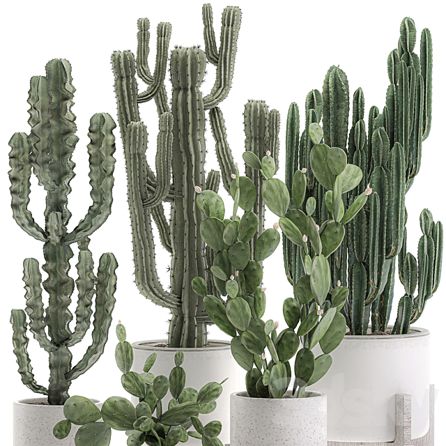 Collection of cacti in white pots Prickly pear. cereus. Carnegie. Milkweed. indoor. desert plants. Prickly pear. Set 571. 3DSMax File - thumbnail 3