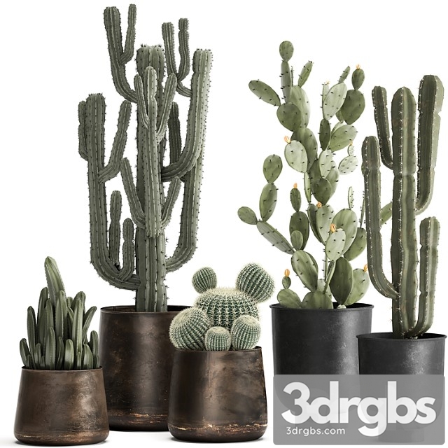 Collection of cacti plants in metal rusty pots of prickly pear, carnegie, round cactus. set 992. - thumbnail 1