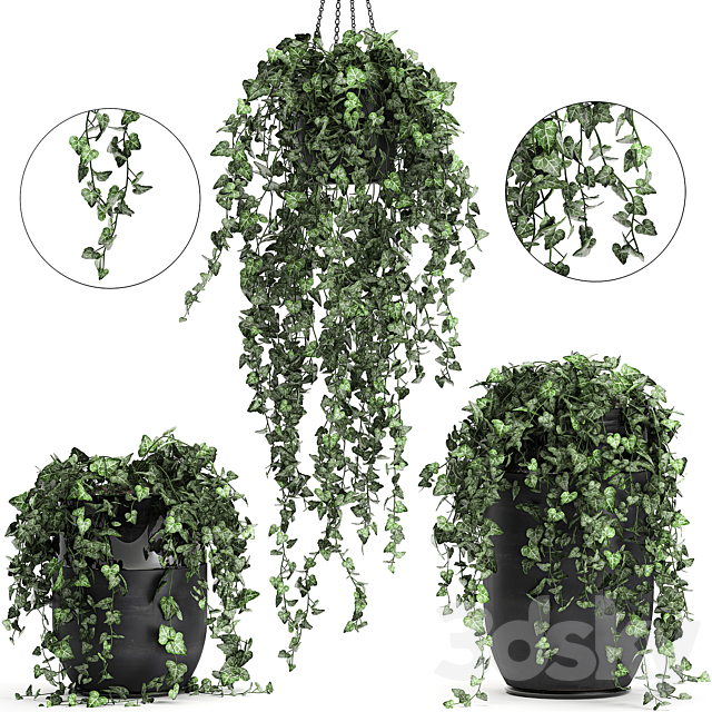 Collection of climbing and hanging plants in black pots ivy. suspension. Set 725. 3DSMax File - thumbnail 1