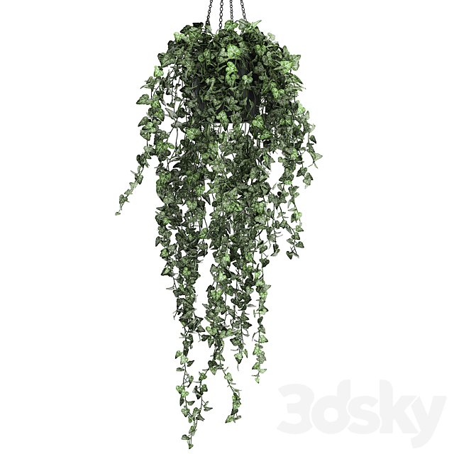 Collection of climbing and hanging plants in black pots ivy. suspension. Set 725. 3DSMax File - thumbnail 2