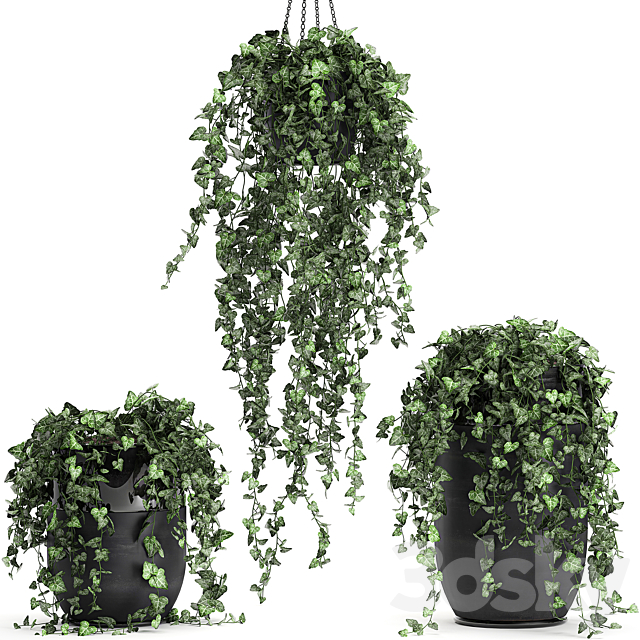 Collection of climbing and hanging plants in black pots ivy. suspension. Set 725. 3DSMax File - thumbnail 3