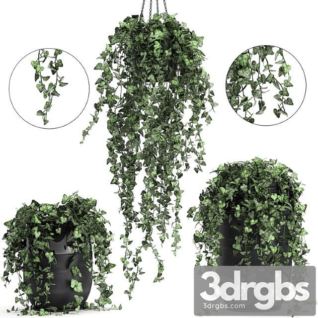 Collection of climbing and hanging plants in black pots ivy, suspension. set 725. - thumbnail 1