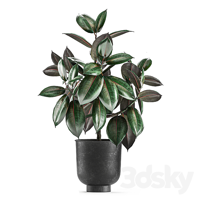 Collection of decorative small trees in black pots Ficus Abidjan robusta elastica. Set 848. 3DS Max Model - thumbnail 2