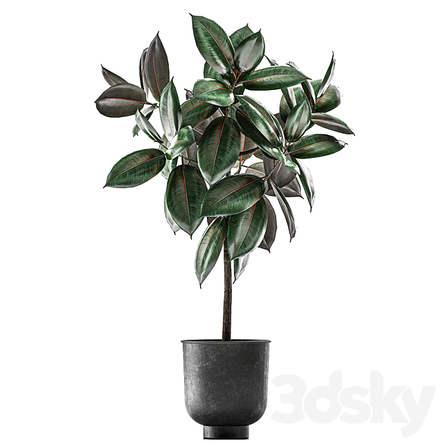 Collection of decorative small trees in black pots Ficus Abidjan robusta elastica. Set 848. 3DS Max Model - thumbnail 3