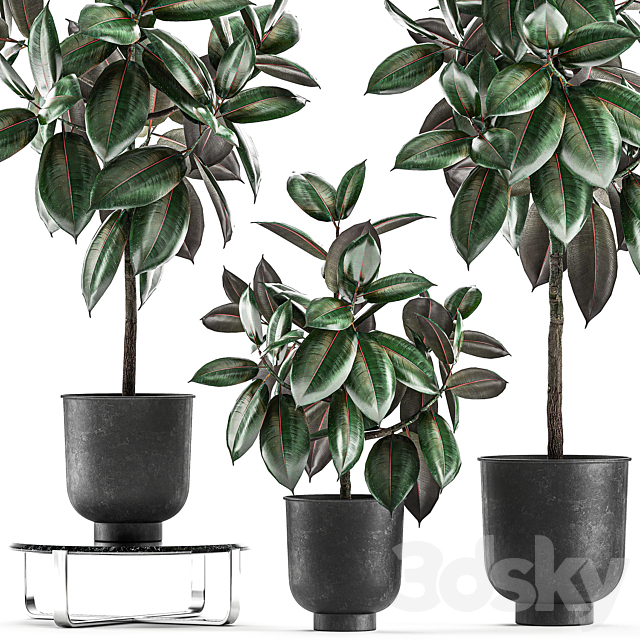 Collection of decorative small trees in black pots Ficus Abidjan robusta elastica. Set 848. 3DS Max Model - thumbnail 4