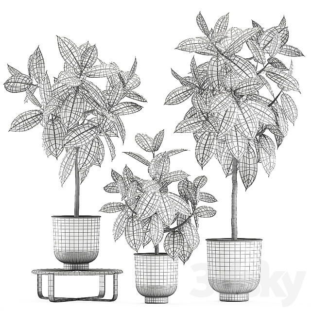 Collection of decorative small trees in black pots Ficus Abidjan robusta elastica. Set 848. 3DS Max Model - thumbnail 5