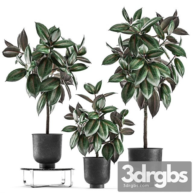 Collection of decorative small trees in black pots ficus abidjan, robusta, elastica. set 848. - thumbnail 1