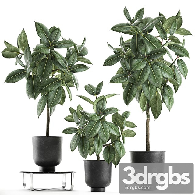 Collection of decorative small trees in black pots ficus rubberiferous, robusta, elastic. set 850. - thumbnail 1