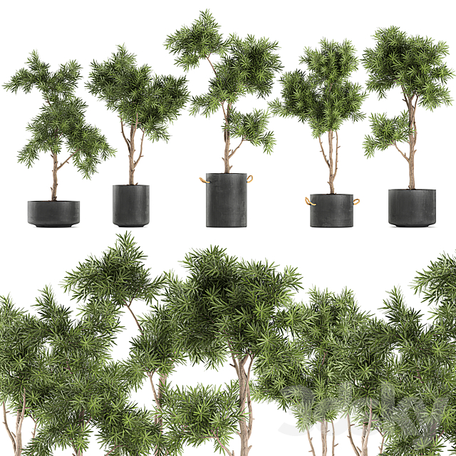 Collection of decorative trees in black pots topiary. Set 751. 3DS Max Model - thumbnail 2