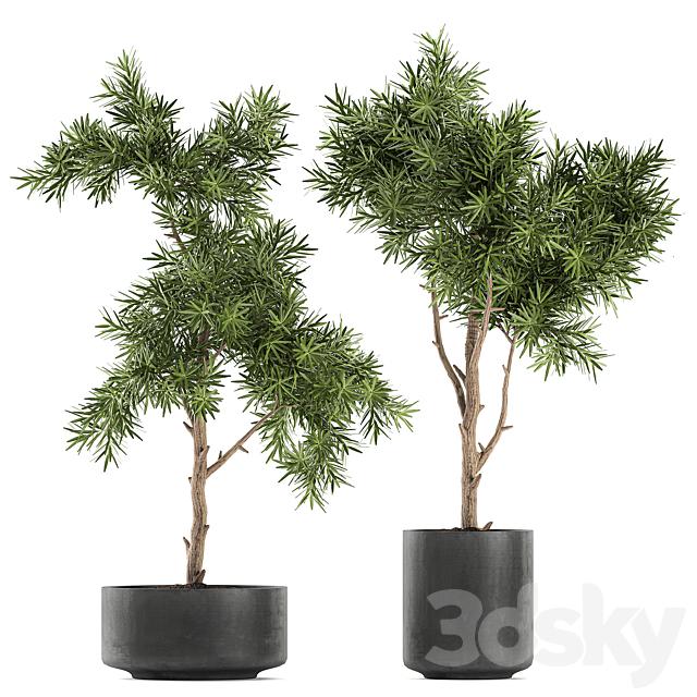 Collection of decorative trees in black pots topiary. Set 751. 3DS Max Model - thumbnail 3