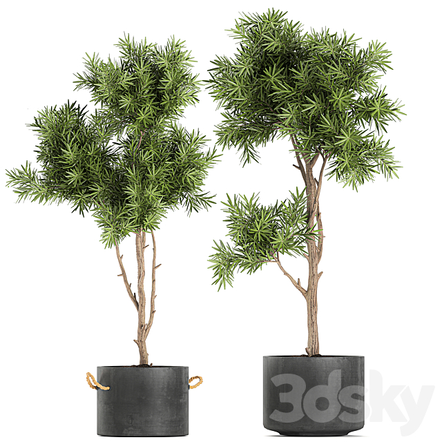 Collection of decorative trees in black pots topiary. Set 751. 3DS Max Model - thumbnail 4