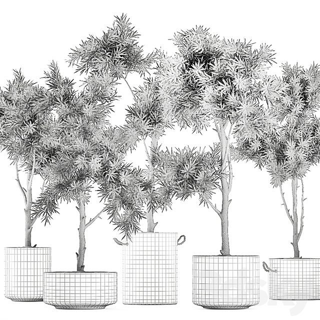 Collection of decorative trees in black pots topiary. Set 751. 3DS Max Model - thumbnail 5