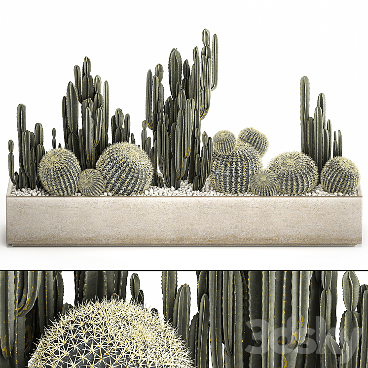 Collection of desert plants in a vase of cacti cereus and echinocactus barrel cactus. Set 1097. 3DS Max Model - thumbnail 3