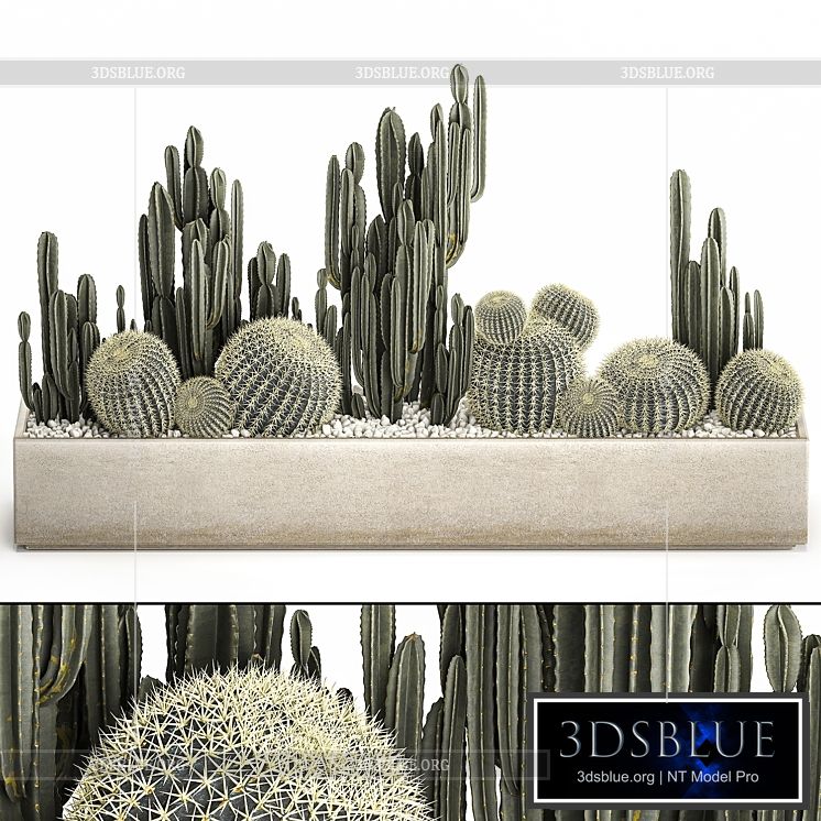 Collection of desert plants in a vase of cacti cereus and echinocactus barrel cactus. Set 1097. 3DS Max - thumbnail 3