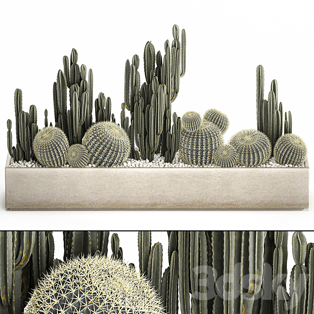 Collection of desert plants in a vase of cacti. cereus and echinocactus. barrel cactus. Set 1097. 3DSMax File - thumbnail 1