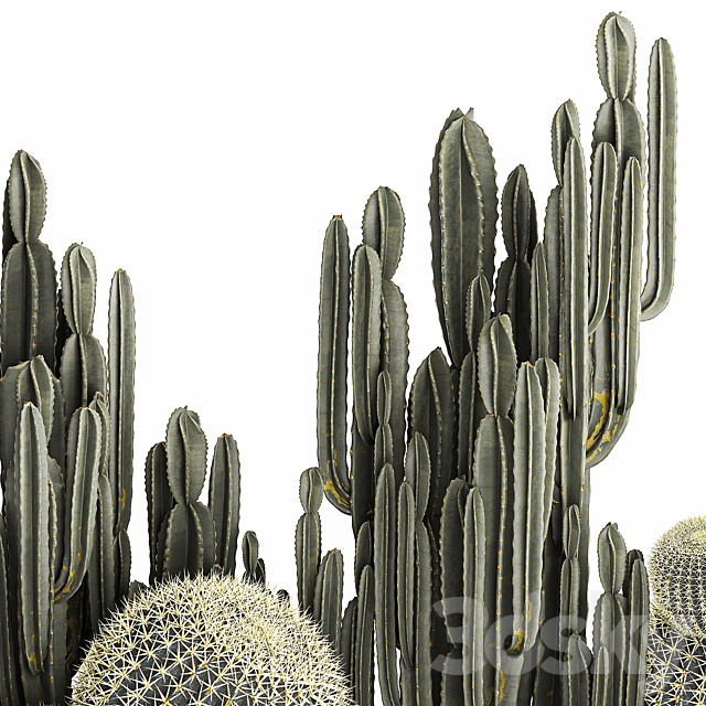 Collection of desert plants in a vase of cacti. cereus and echinocactus. barrel cactus. Set 1097. 3DSMax File - thumbnail 3