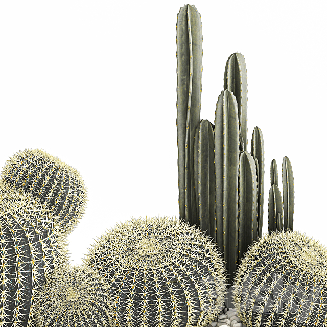 Collection of desert plants in a vase of cacti. cereus and echinocactus. barrel cactus. Set 1097. 3DSMax File - thumbnail 5