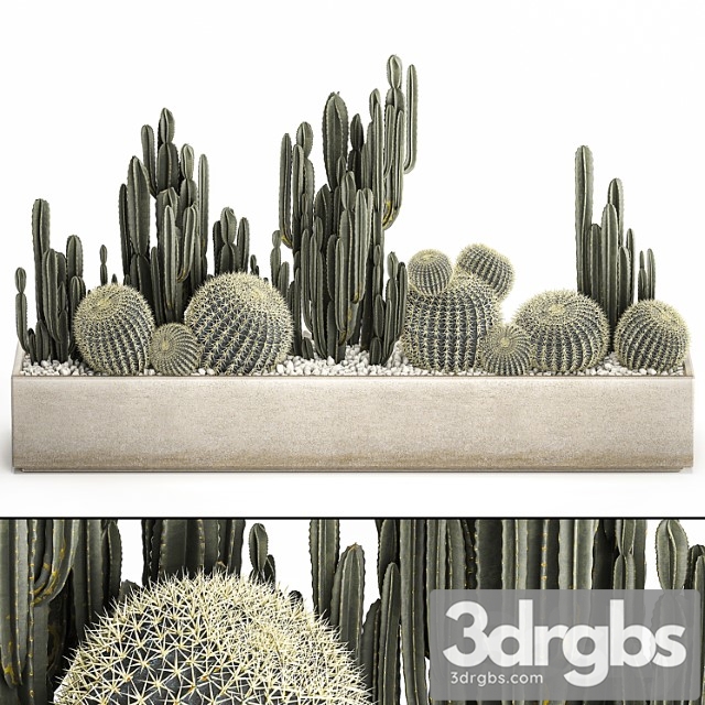 Collection of desert plants in a vase of cacti, cereus and echinocactus, barrel cactus. set 1097. - thumbnail 1