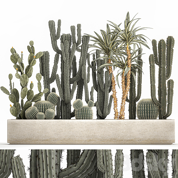 Collection of desert plants in a vase of cacti prickly pear Dracaena carnegie echinocactus garden. Set 1096. 3DS Max Model - thumbnail 1