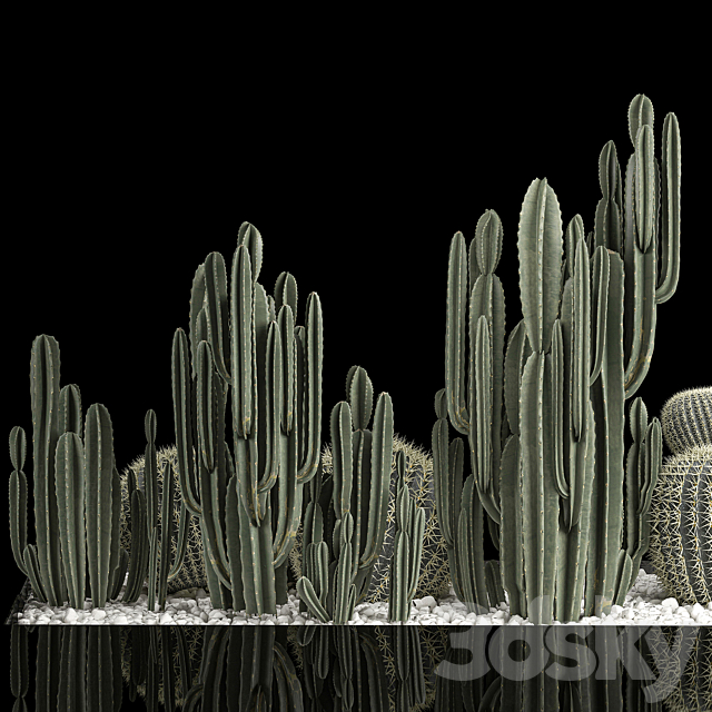 Collection of desert plants with cactus garden Cereus barrel cactus. 1115. 3ds Max - thumbnail 3